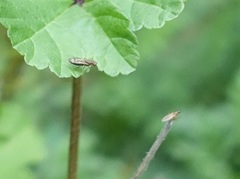 Opomyza