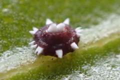 Ceroplastes cirripediformis