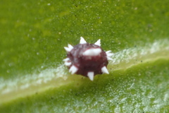 Ceroplastes cirripediformis