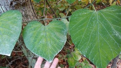 Aristolochia macrophylla
