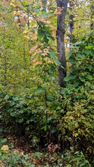 Aristolochia macrophylla