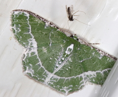 Eucyclodes insperata