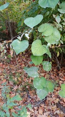Aristolochia macrophylla