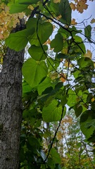 Aristolochia macrophylla