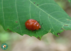 Strongylosomus nigripes