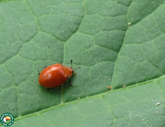 Strongylosomus nigripes