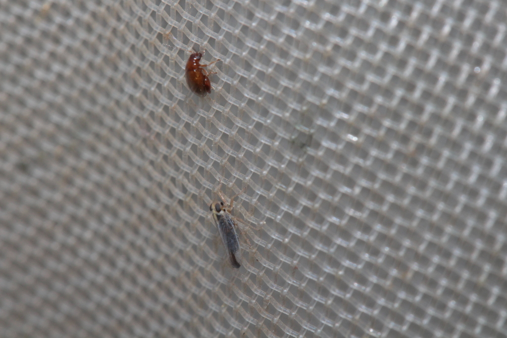 Kelisia monoceros