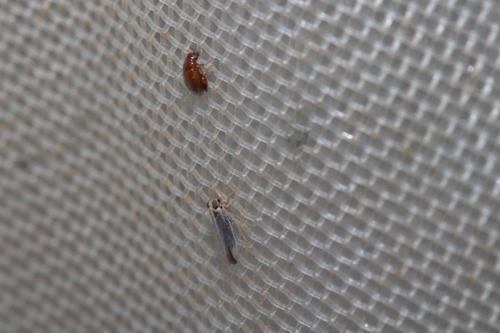 Kelisia monoceros