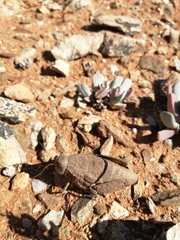 Trachypetrella anderssonii