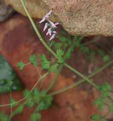 Fumaria muralis muralis