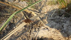 Pellicia