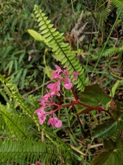 Begonia bracteosa