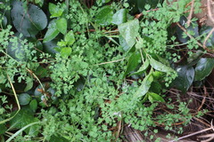 Fumaria muralis muralis