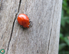 Strongylosomus nigripes