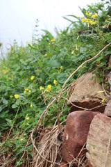Oxalis compressa compressa
