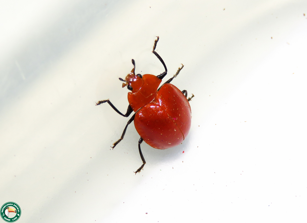 Strongylosomus nigripes