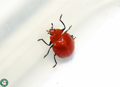 Strongylosomus nigripes