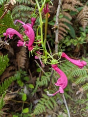 Centropogon urubambae