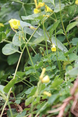 Oxalis compressa compressa