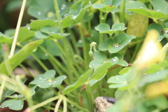 Oxalis compressa compressa