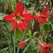 Hippeastrum miniatum - Photo (c) scottmohan, some rights reserved (CC BY-NC), uploaded by scottmohan