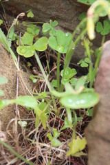 Oxalis compressa compressa