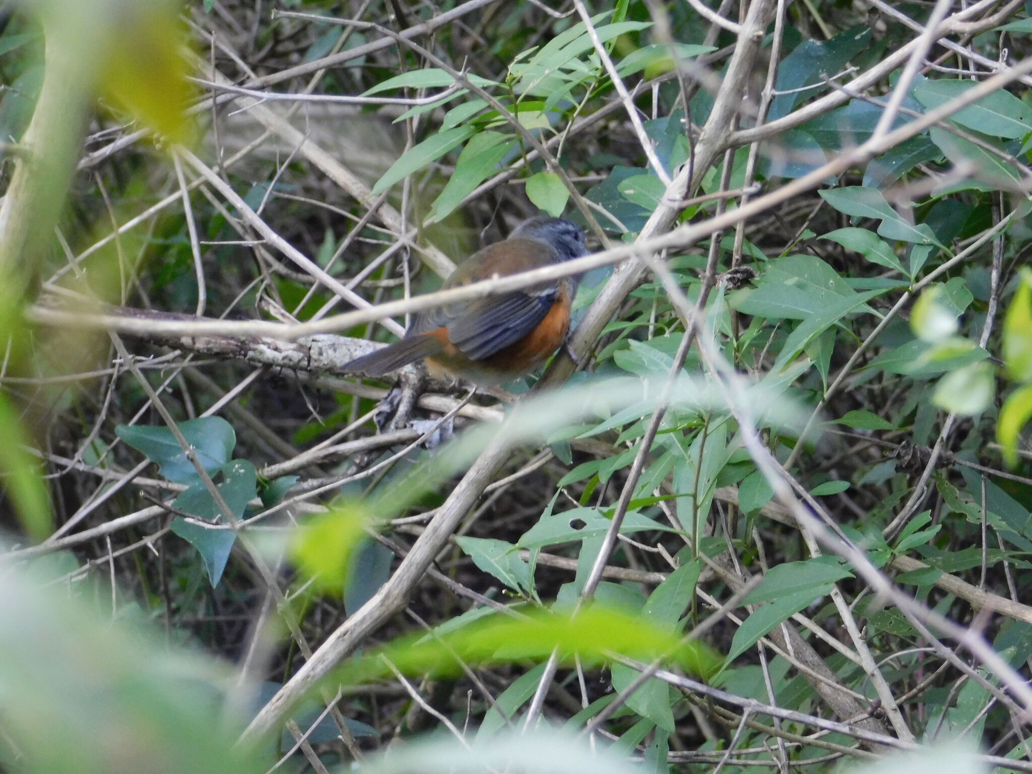 Grey-throated Warbling Finch (Microspingus cabanisi), photo 3