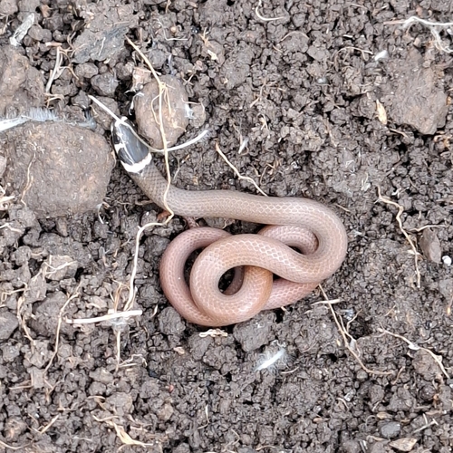 Bocourt's Black-headed Snake