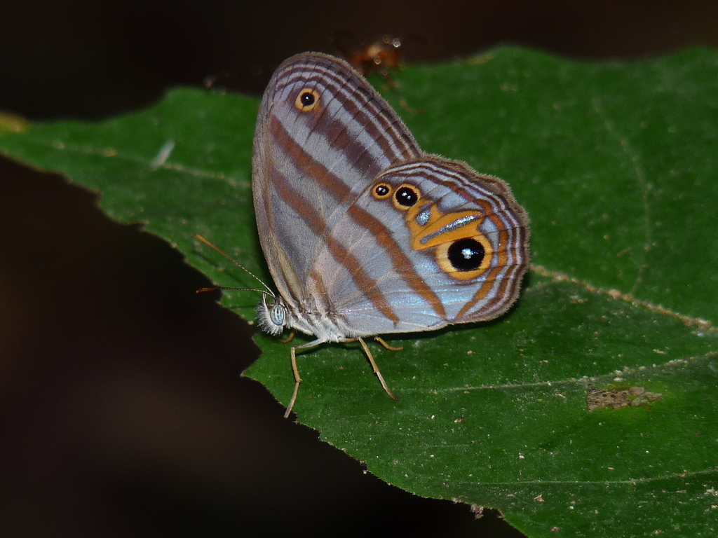 Chloreuptychia chlorimene