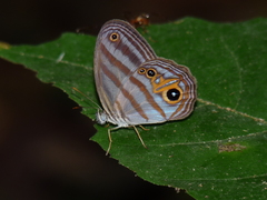 Chloreuptychia chlorimene