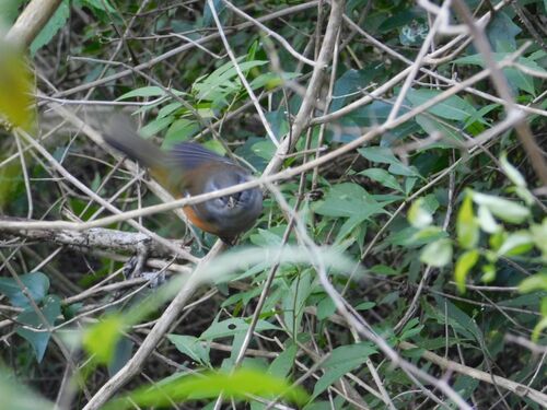 Grey-throated Warbling Finch (Microspingus cabanisi), photo 4