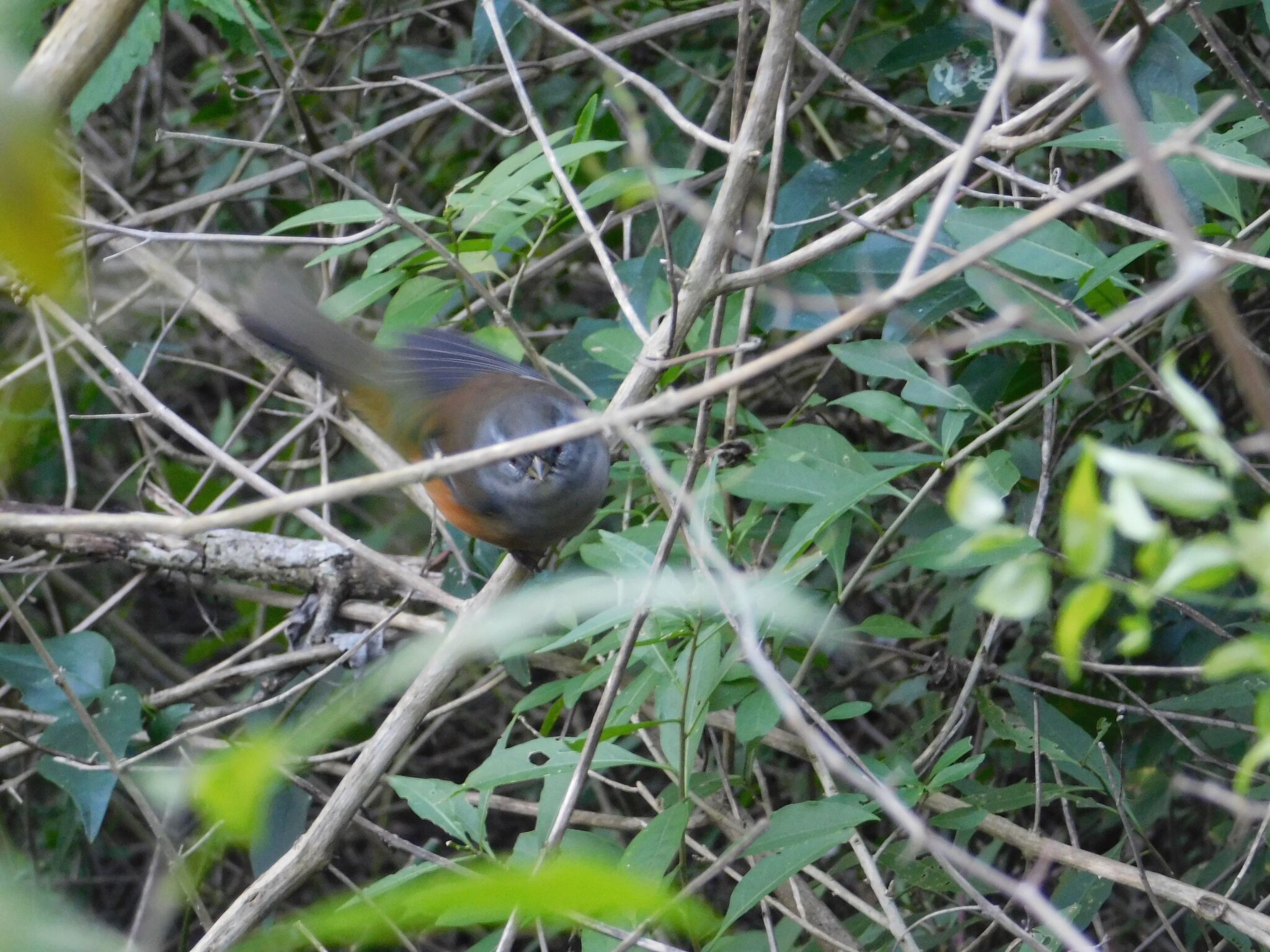 Grey-throated Warbling Finch (Microspingus cabanisi), photo 4