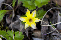 Anemonastrum richardsonii