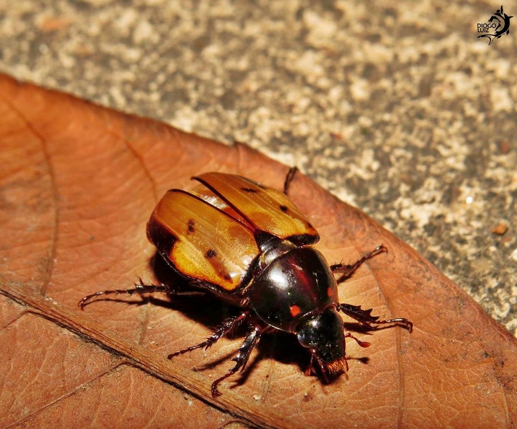 Cyclocephala marginalis