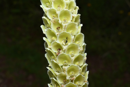 Altensteinia fimbriata, photograph 5