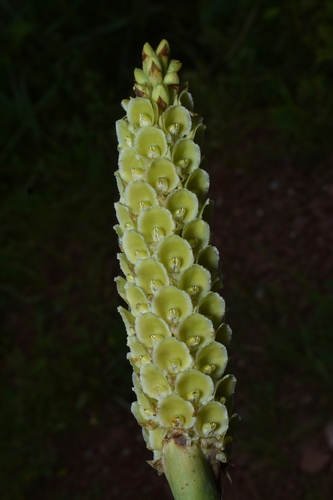 Altensteinia fimbriata, photograph 6