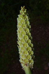 Altensteinia fimbriata, photograph (c) Jhon A. Yuca-Palomino, some rights reserved (CC BY)