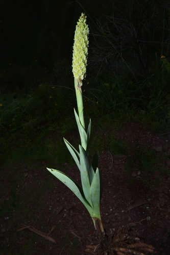 Altensteinia fimbriata, photograph 4