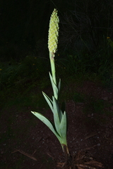 Altensteinia fimbriata, photograph (c) Jhon A. Yuca-Palomino, some rights reserved (CC BY)