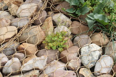 Oxalis compressa compressa