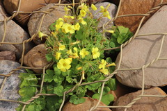 Oxalis compressa compressa
