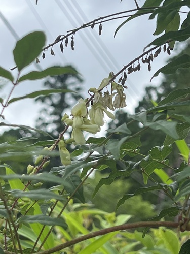 Summer-white oiltree (Wisteriopsis japonica)