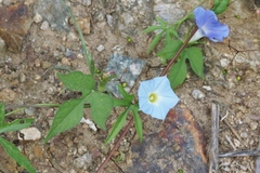 Ipomoea barbatisepala