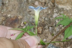 Ipomoea barbatisepala