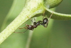 Pheidole rhea