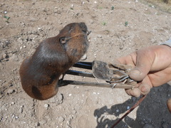 Thomomys umbrinus
