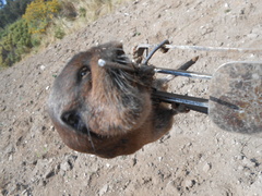 Thomomys umbrinus