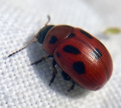Gonioctena fornicata