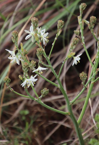 Image of Rolling Capespinach by (c) Tony Rebelo, some rights reserved (CC BY-SA)