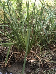 Zizaniopsis miliacea